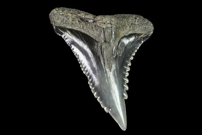 Hemipristis Shark Tooth Fossil - Virginia #96691